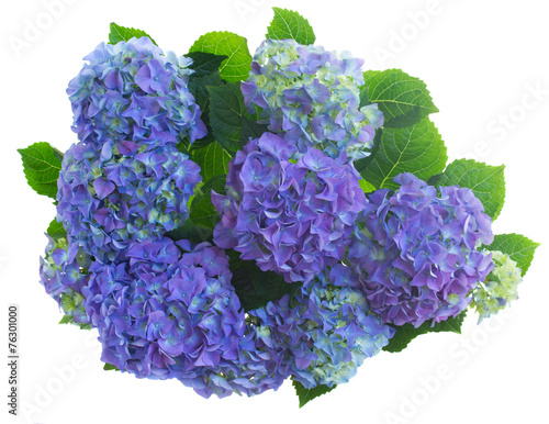 Fototapeta Naklejka Na Ścianę i Meble -  border of blue hortensia flowers