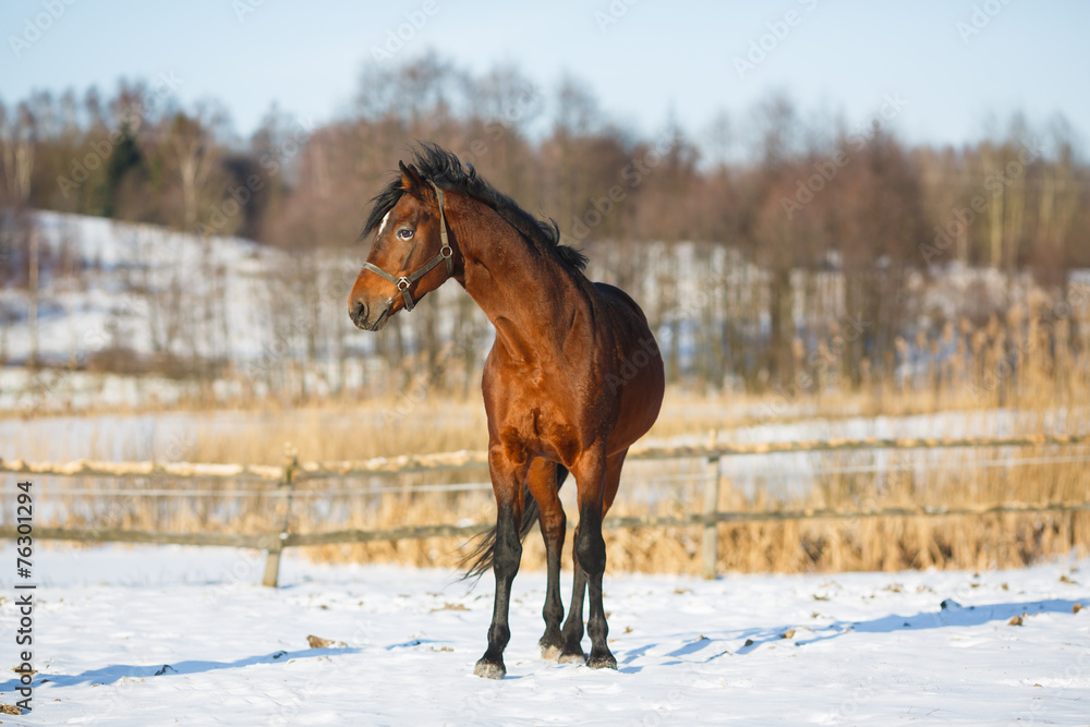 Bay horse in winter Bay horse in winter