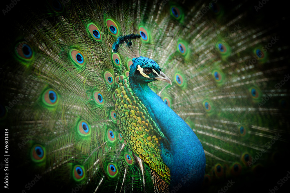 Fototapeta premium Portrait of beautiful peacock