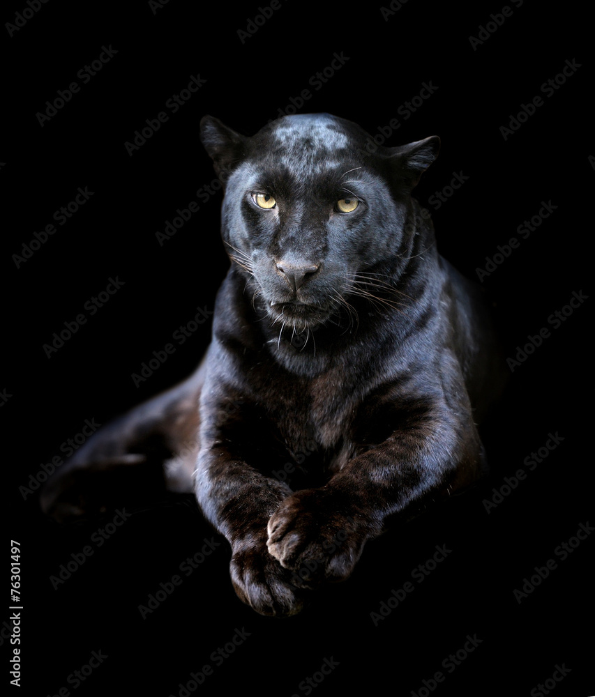 Black leopard - obrazy, fototapety, plakaty 
