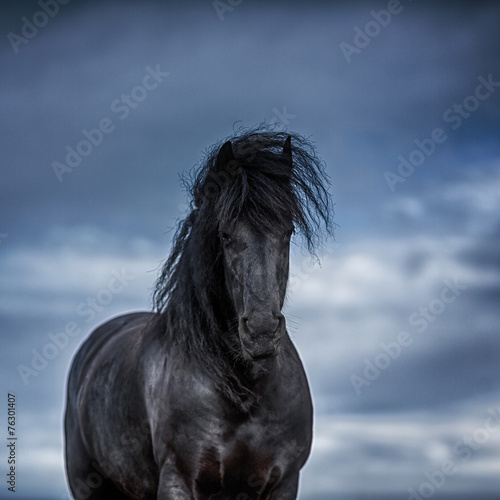 Portrait of a frisian horse photo