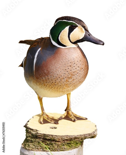 baikal teal - anas formosa - Isolated photo