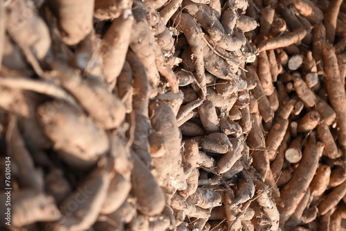 Many cassavas for sell in the market, Closeup detail