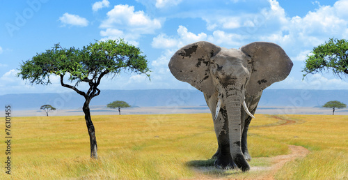 Photography Elephant