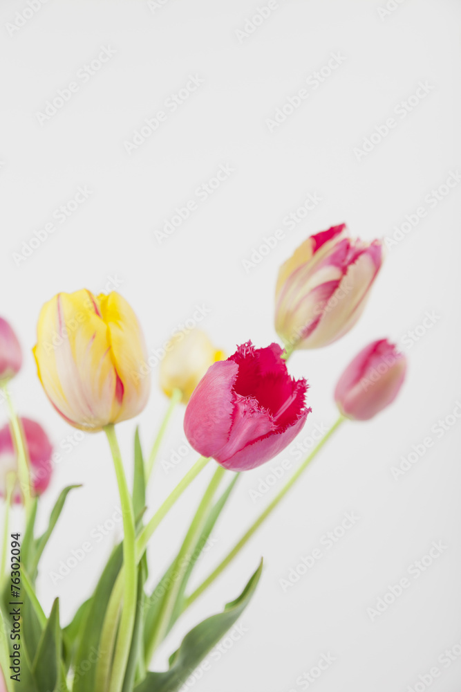 Bunte Tulpen vor weißem Hintergund