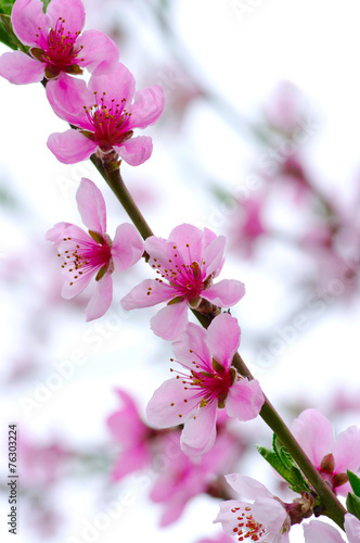Fotografia, Obraz pink blossoms