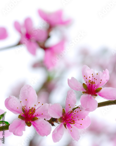 pink blossoms