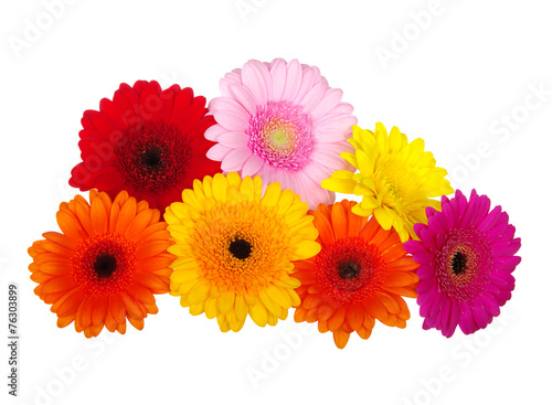 gerbera daisies