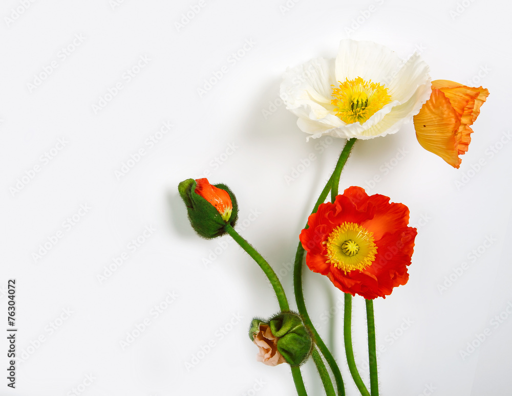 Obraz premium poppies