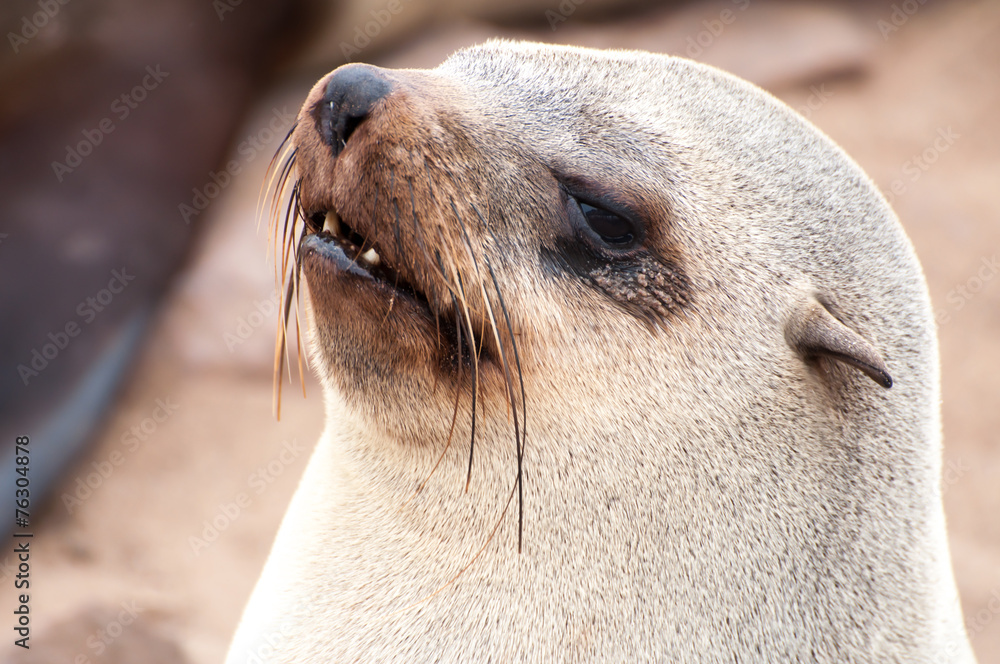 Naklejka premium Cape Fur Seals