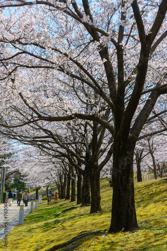 Cherry blossoms at the Hakusan Park in the city of Niigata  Japa