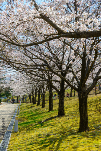 Cherry blossoms at the Hakusan Park in the city of Niigata, Japa