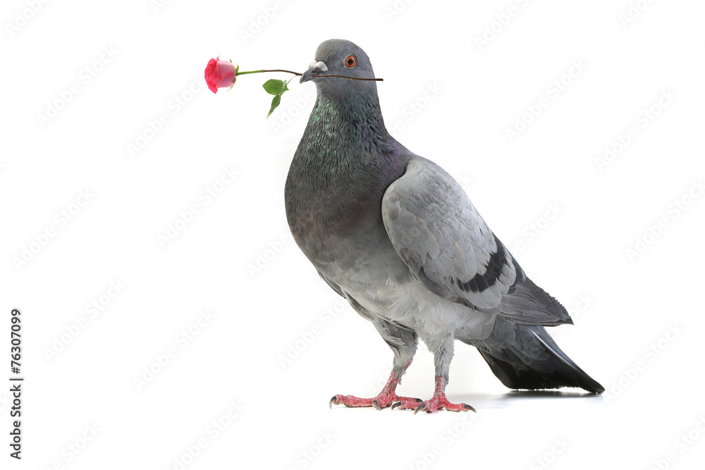 Naklejka premium gray dove