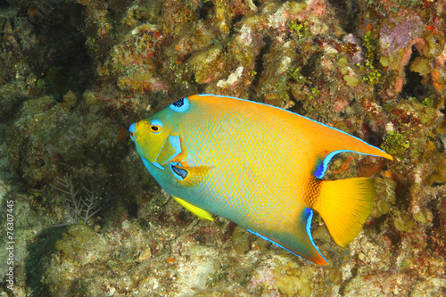 Queen Angelfish on a Coral Reef © Brian Lasenby