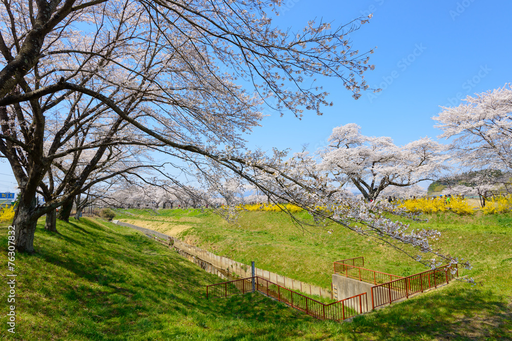 Cherry blossoms along Shiroishi river (Shiroishigawa tsutsumi Se Cherry blossoms along Shiroishi river (Shiroishigawa tsutsumi Se