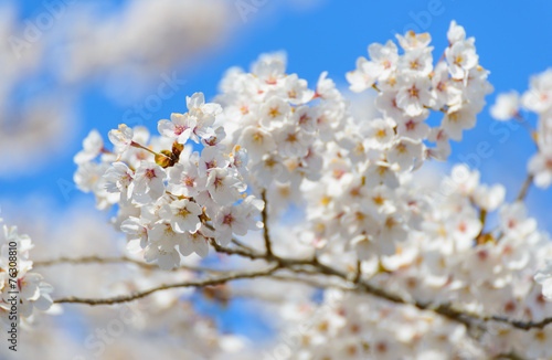 Cherry blossoms © Scirocco340