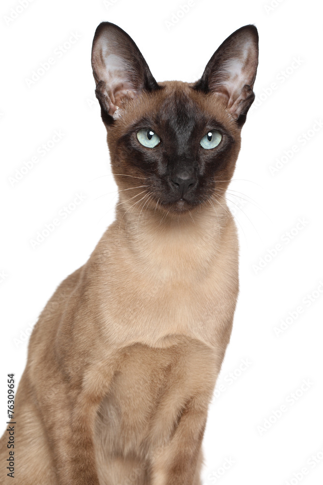 Siamese Oriental cat