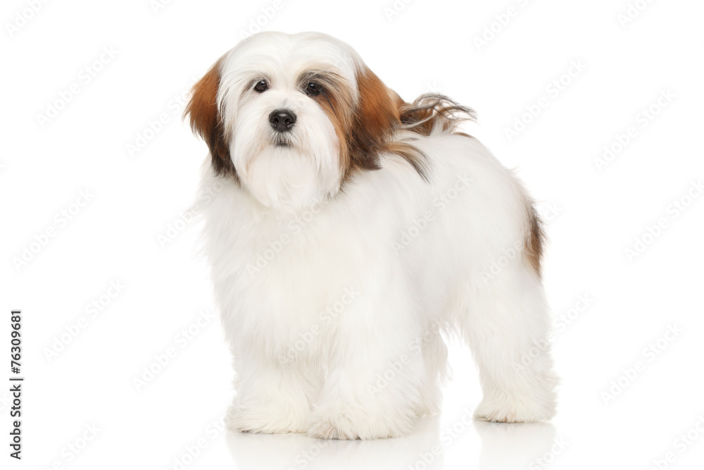Obraz premium Lhasa Apso portrait