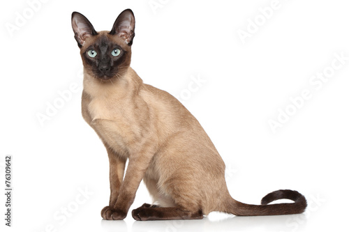 Fototapeta Naklejka Na Ścianę i Meble -  Siamese Oriental