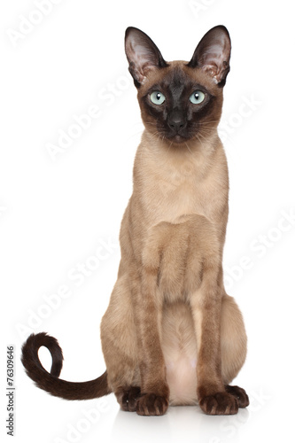Fototapeta Naklejka Na Ścianę i Meble -  Oriental Siamese cat