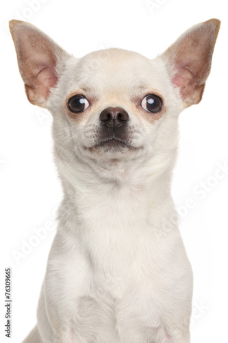 Chihuahua on white background