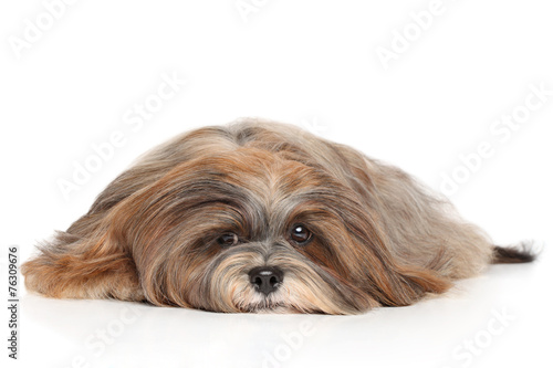 Fototapeta Naklejka Na Ścianę i Meble -  Lhasa Apso on a white background