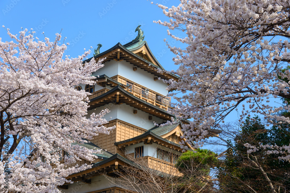 Cherry blossoms at the Takashima Park and the Takashima Castle i Cherry blossoms at the Takashima Park and the Takashima Castle i