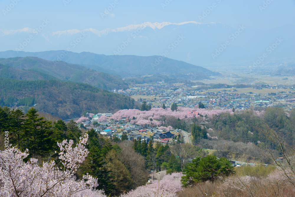 Cherry blossoms at the Takato Castle Park in Ina, Nagano, Japan