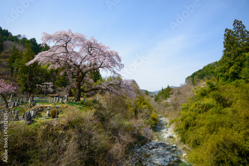 Kurofunezakura in Achi, Nagano, Japan photo