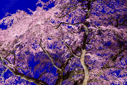 Kurofunezakura at dusk in Achi, Nagano, Japan photo