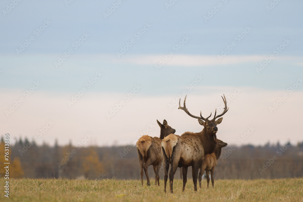 deer in wild scenery deer in wild scenery