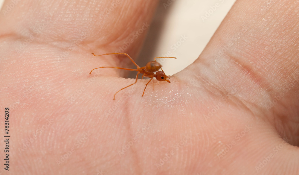The angry ant attack to enemy by bite and spray citric acid The angry ant attack to enemy by bite and spray citric acid