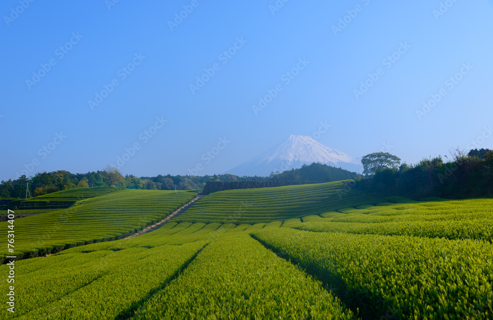 Mt.Fuji and Tea plantation in Fuji city, Shizuoka, Japan