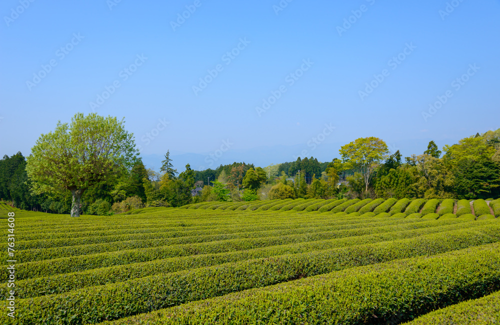 Tea plantation