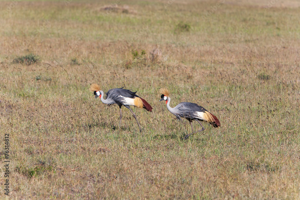 Crowned Crane Crowned Crane