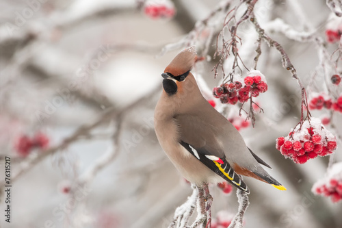 Bohemian Waxwing on a cold winter day photo
