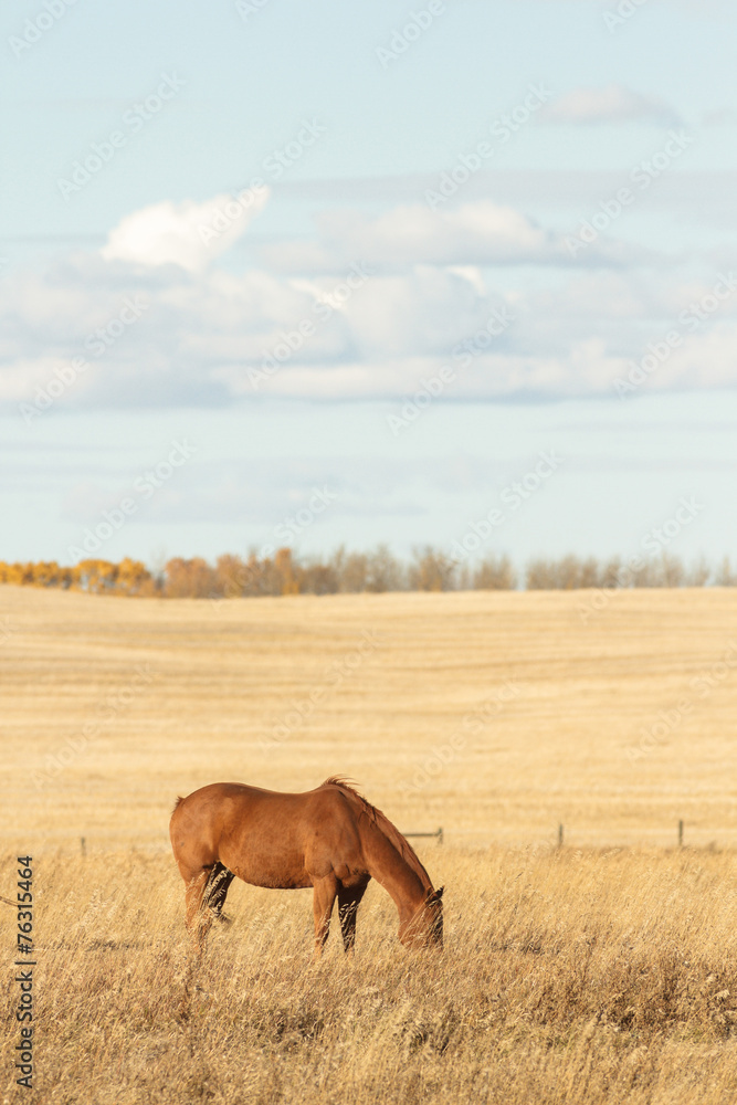 Fototapeta premium horse