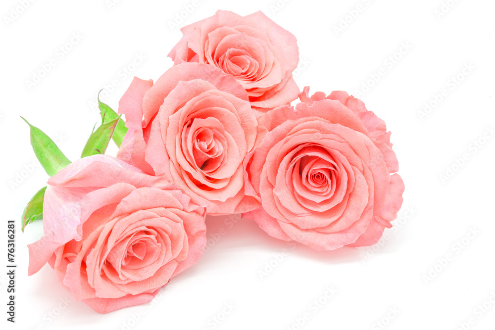 Fototapeta premium pale pink rose