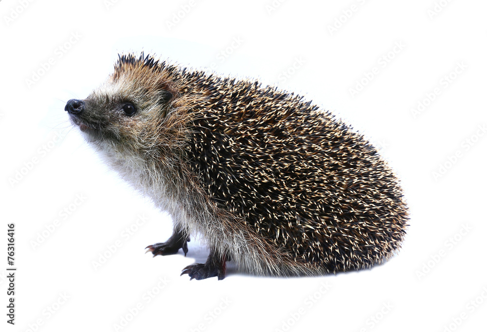Obraz premium Little forest hedgehog lying on his back isolated