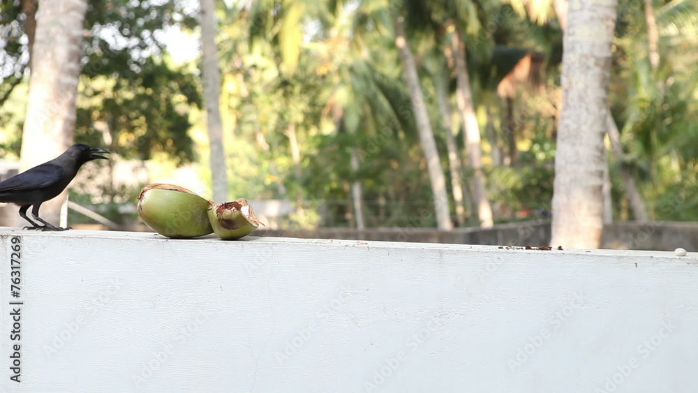black crow come to coconut and not solved and flies black crow come to coconut and not solved and flies