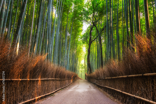 Arashiyama Bamboo Grove photo