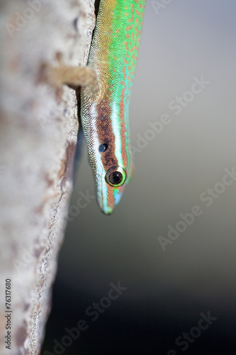gecko vert de manapany photo
