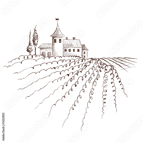 Vintage landscape with vineyard