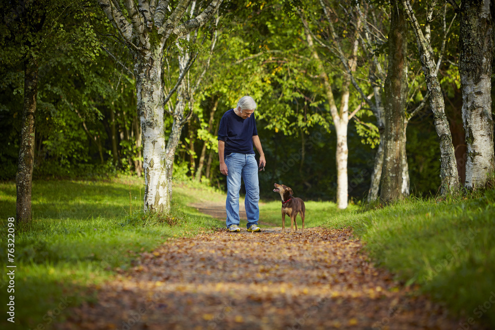 Wald Mann Hund Bäume Weg Wald Mann Hund Bäume Weg