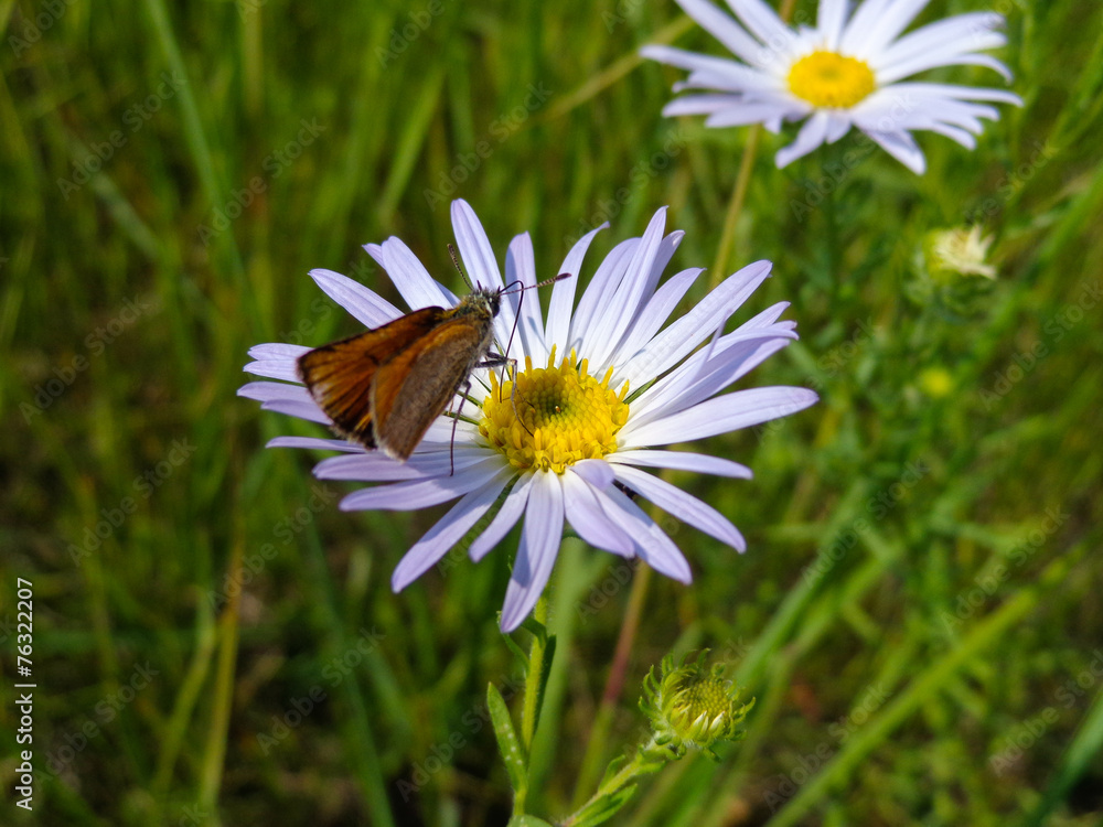 Obraz premium Нивяник обыкновенный (лат. Leucanthemum vulgare), или ромашка садовая