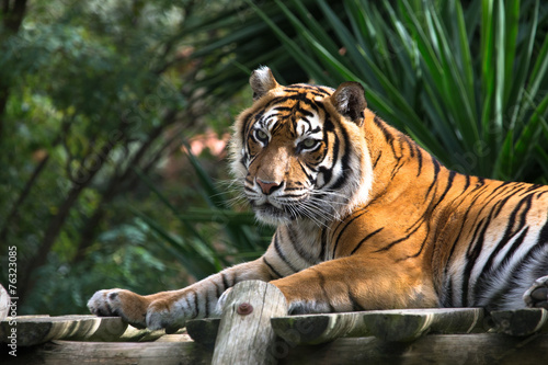 Amur tiger lying on a platform of planks