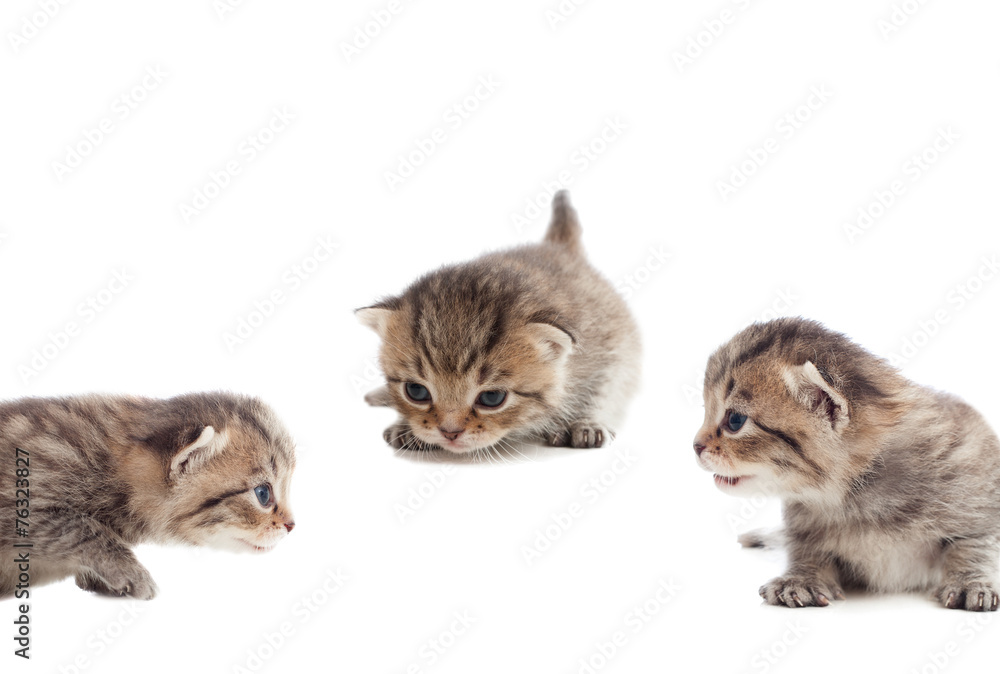 playful kittens on a white background isolated