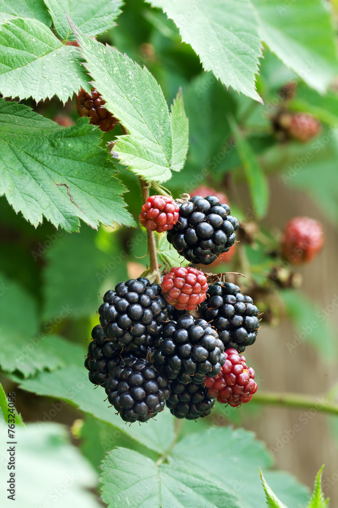 Dewberries on a shrub. Dewberries on a shrub.