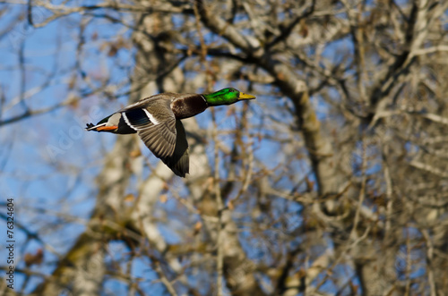 Mallard Duck Flying Through the Woods