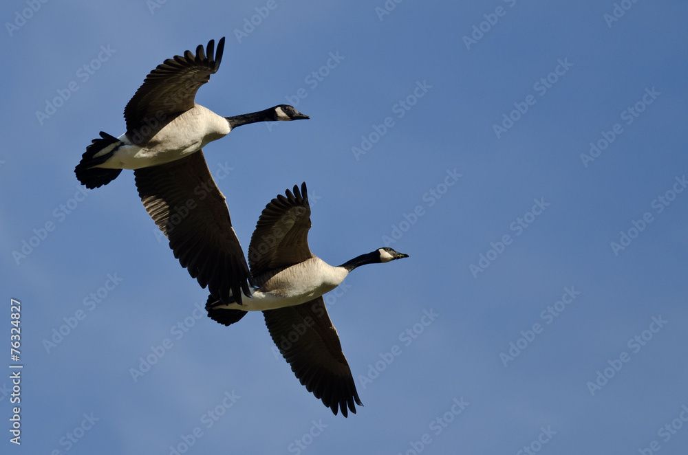 Fototapeta premium Two Canada Geese Flying in a Blue Sky